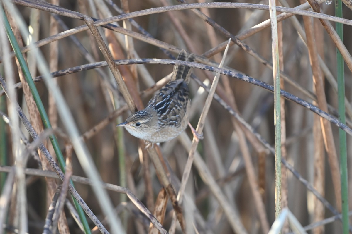 Sedge Wren - ML645946218