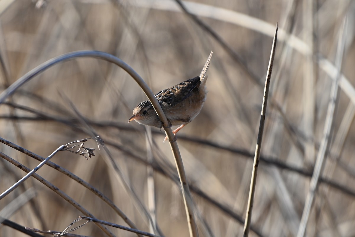 Sedge Wren - ML645946219
