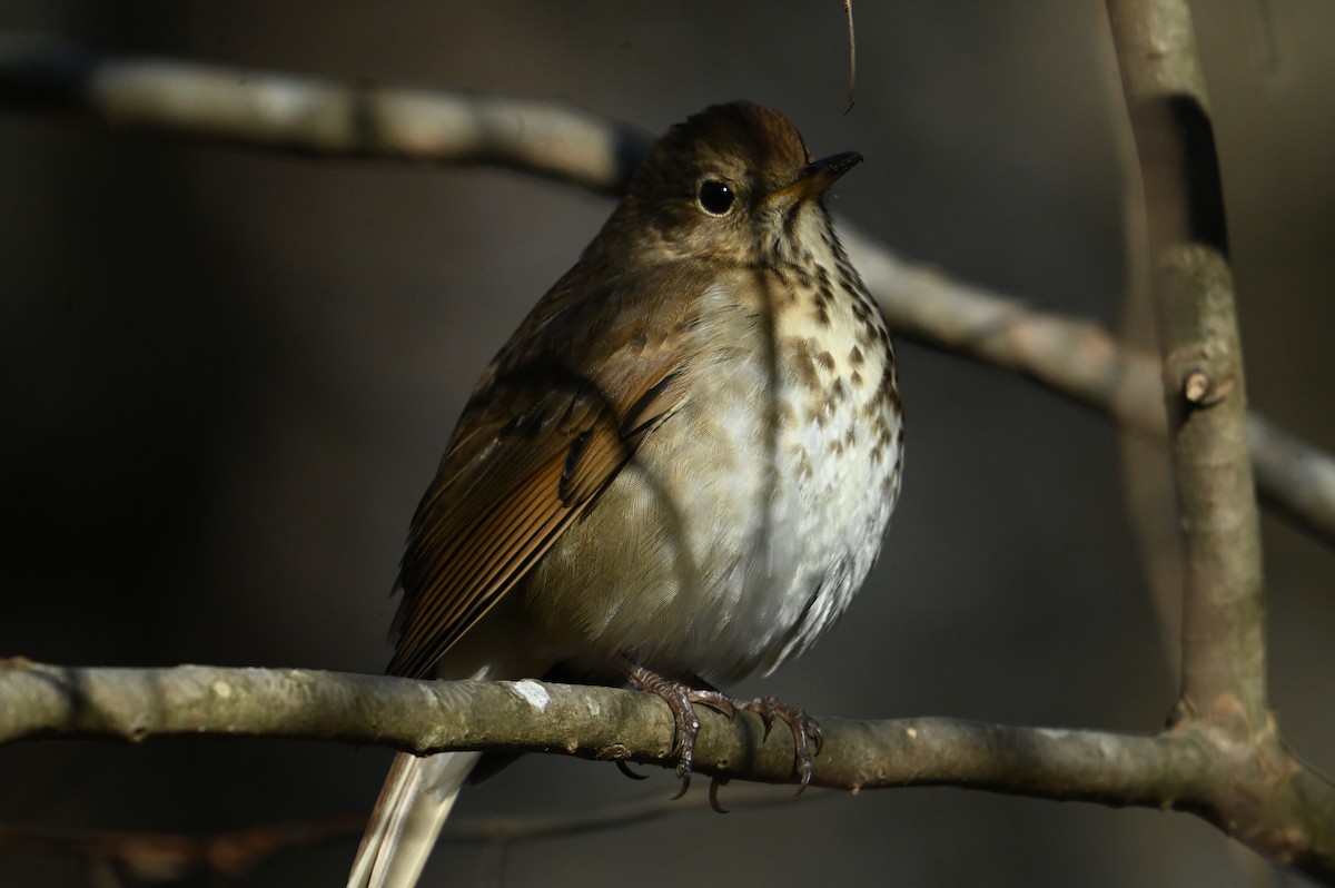 Hermit Thrush - ML645946220
