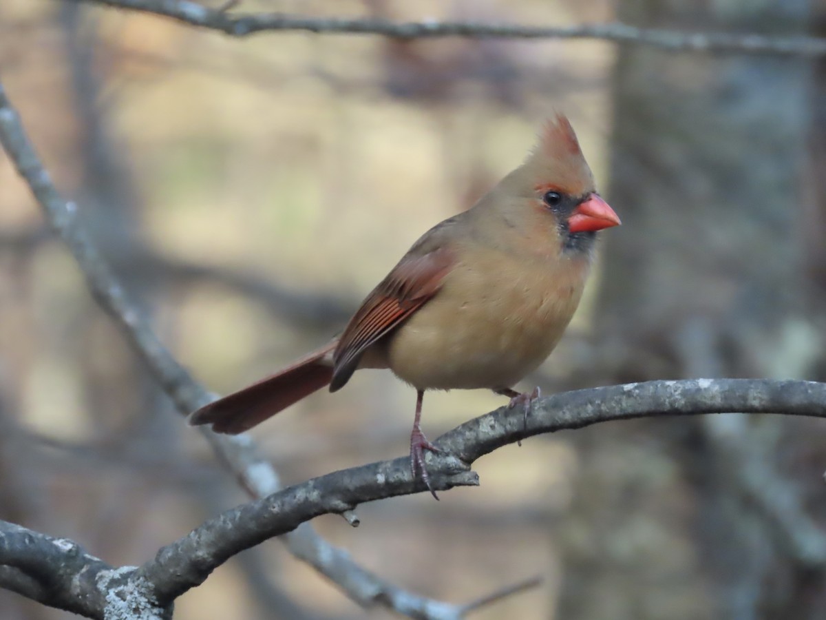 Northern Cardinal - ML645946221