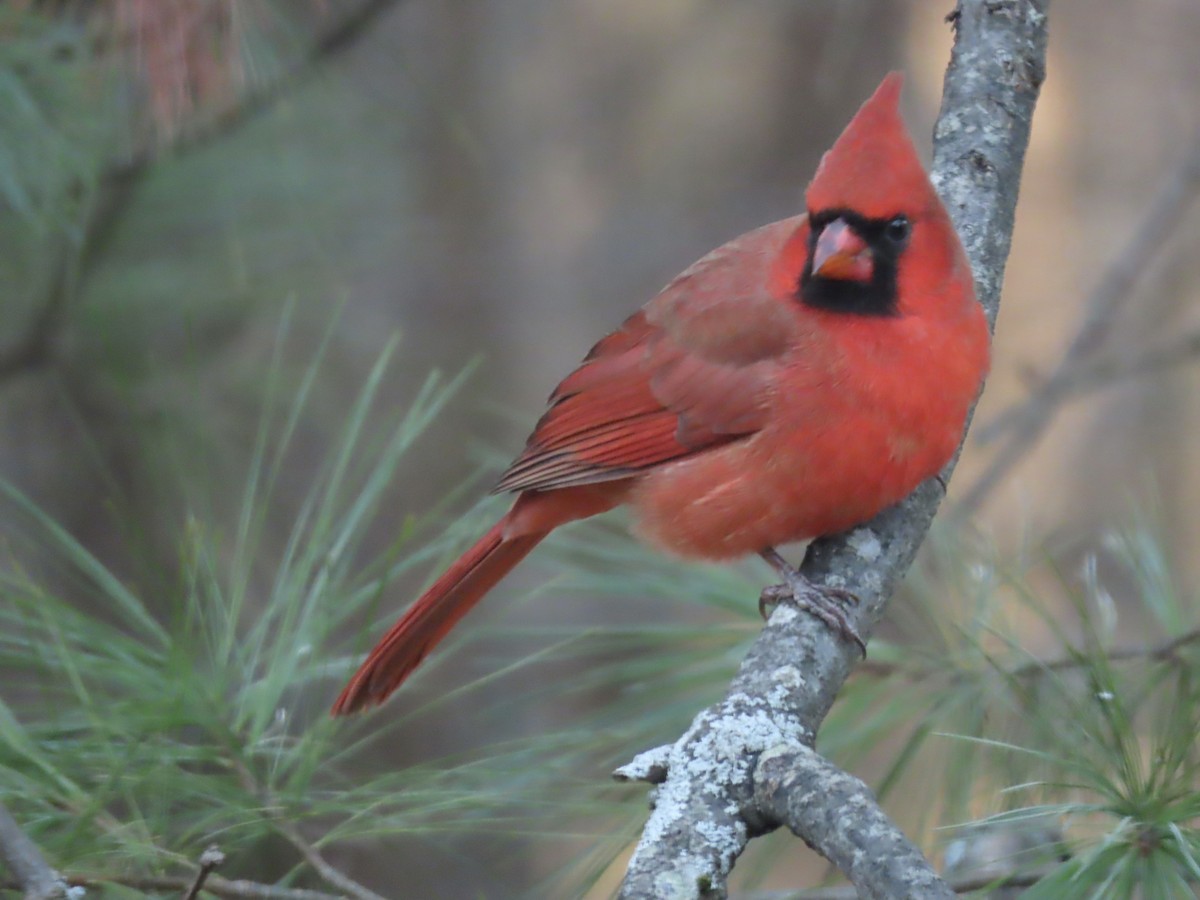 Northern Cardinal - ML645946222