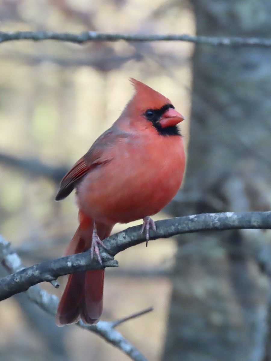 Northern Cardinal - ML645946223