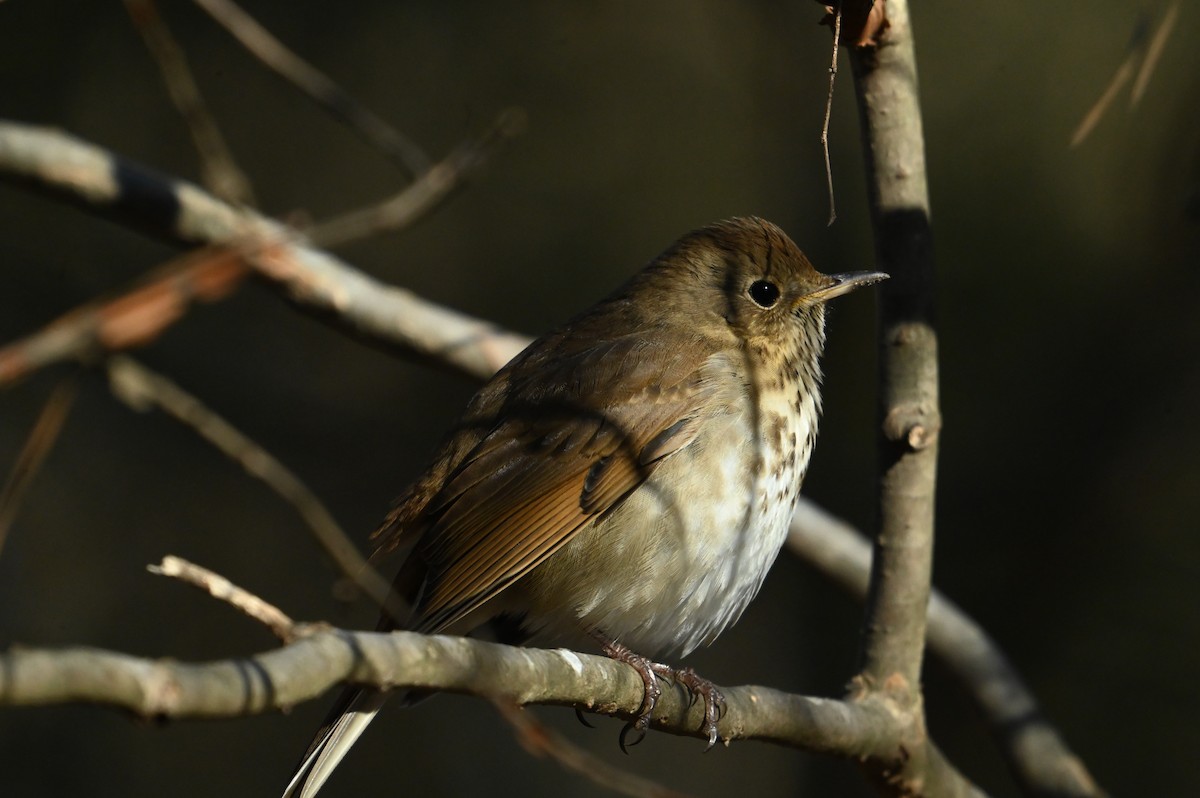 Hermit Thrush - ML645946224