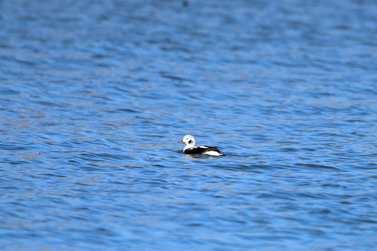 長尾鴨 - ML645946225