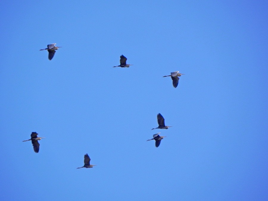 Purple Heron - ML645946226