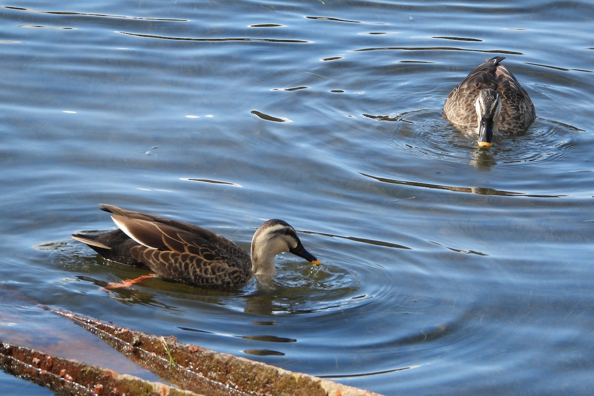 花嘴鴨 - ML645946227