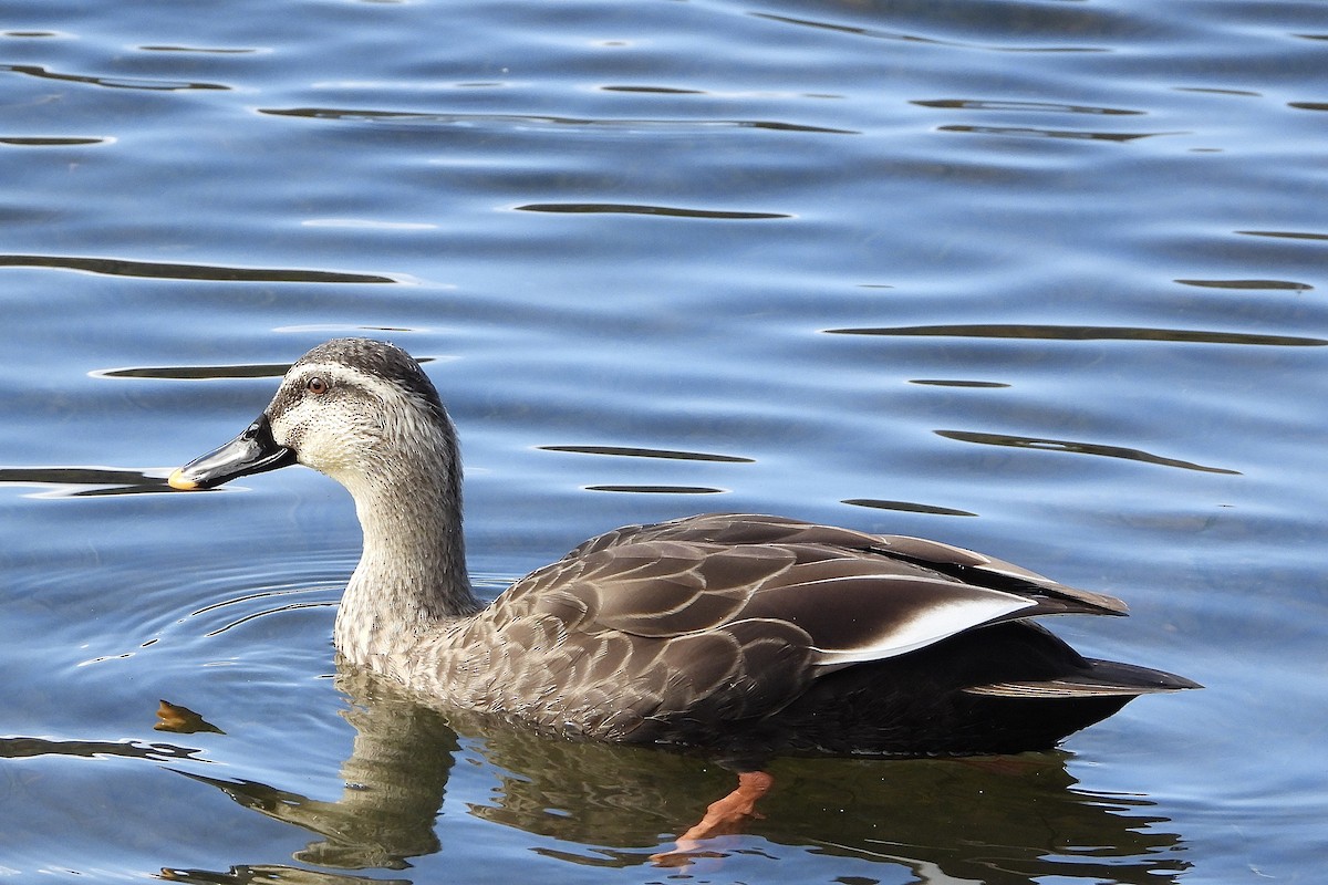 花嘴鴨 - ML645946228