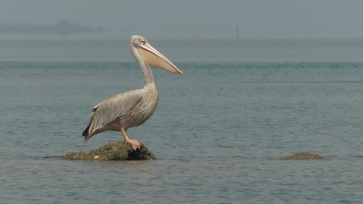 Pink-backed Pelican - ML645946229