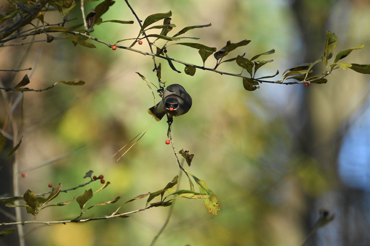 Cedar Waxwing - ML645946230
