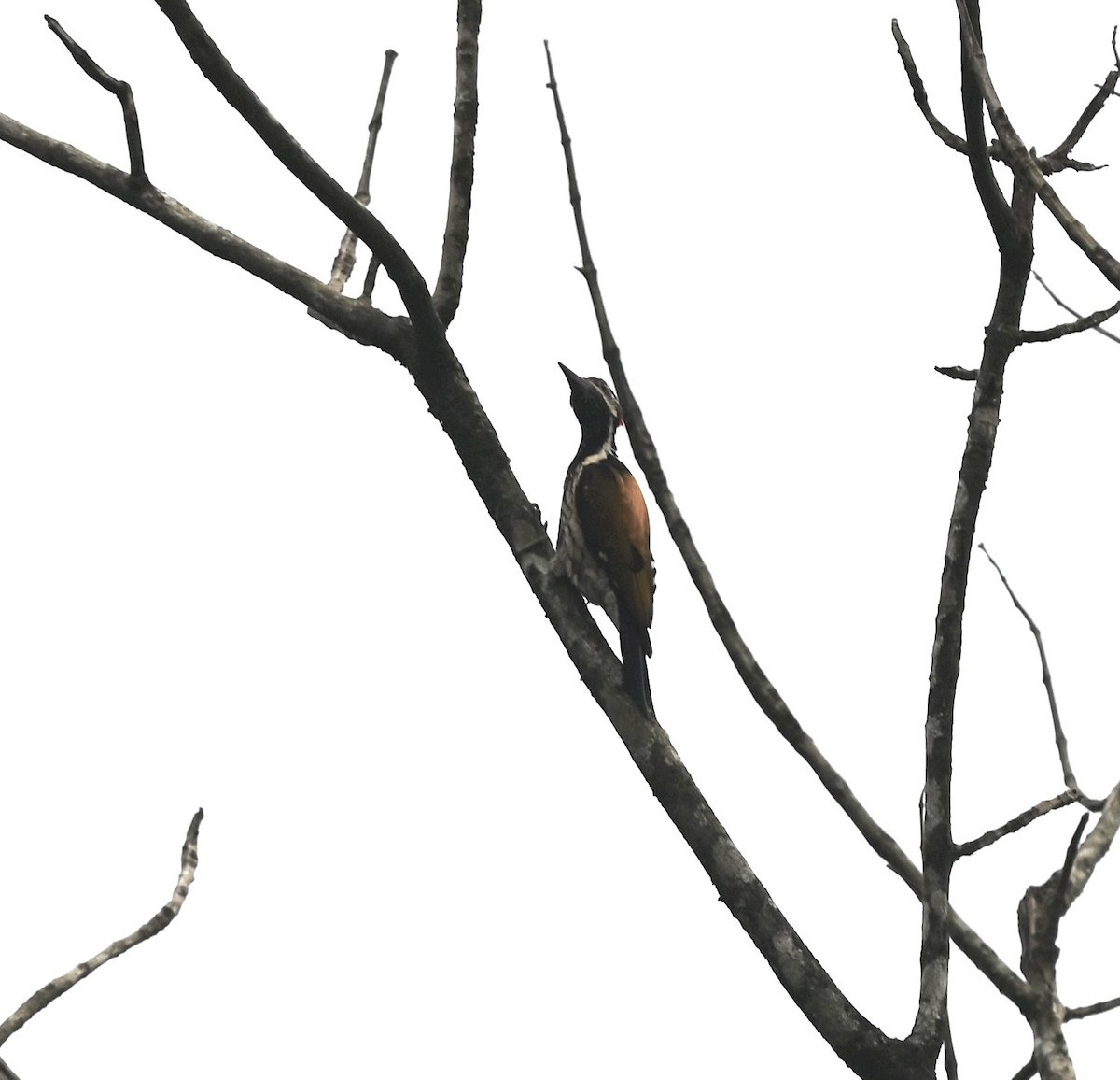 Black-rumped Flameback - ML645946231