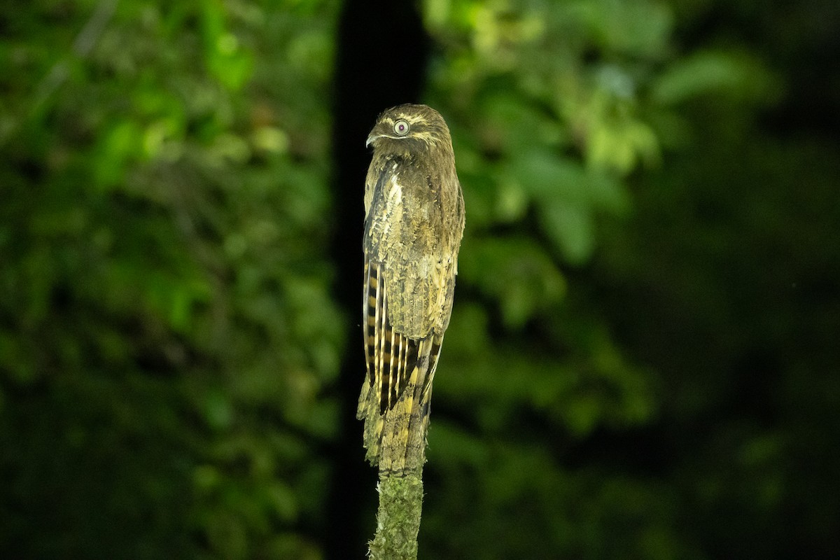 Длиннохвостый уратао - ML645946232