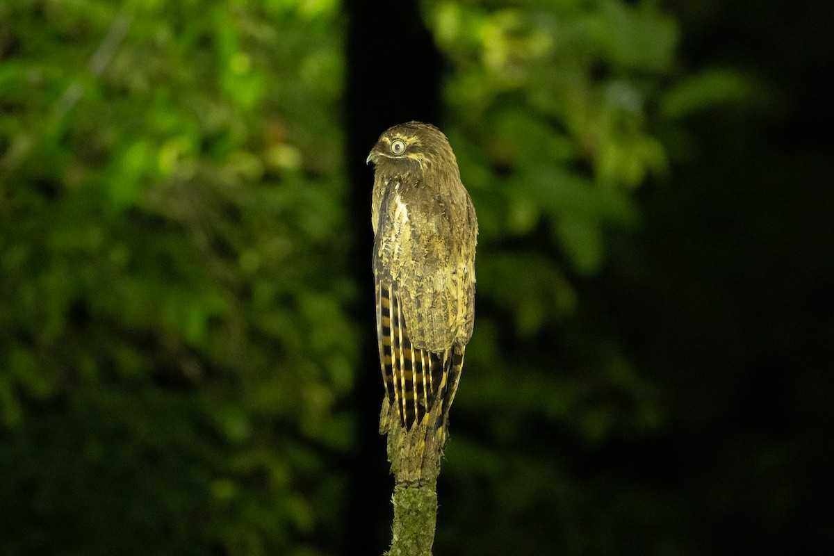 Длиннохвостый уратао - ML645946233