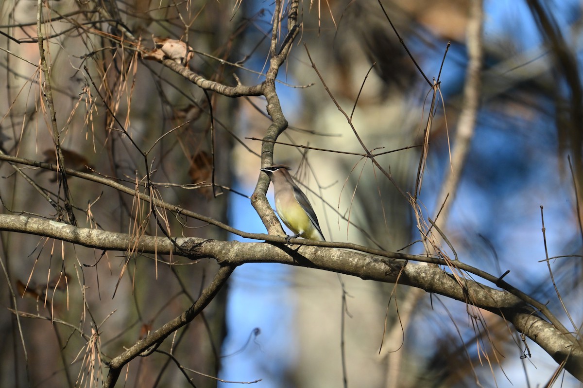 Cedar Waxwing - ML645946234