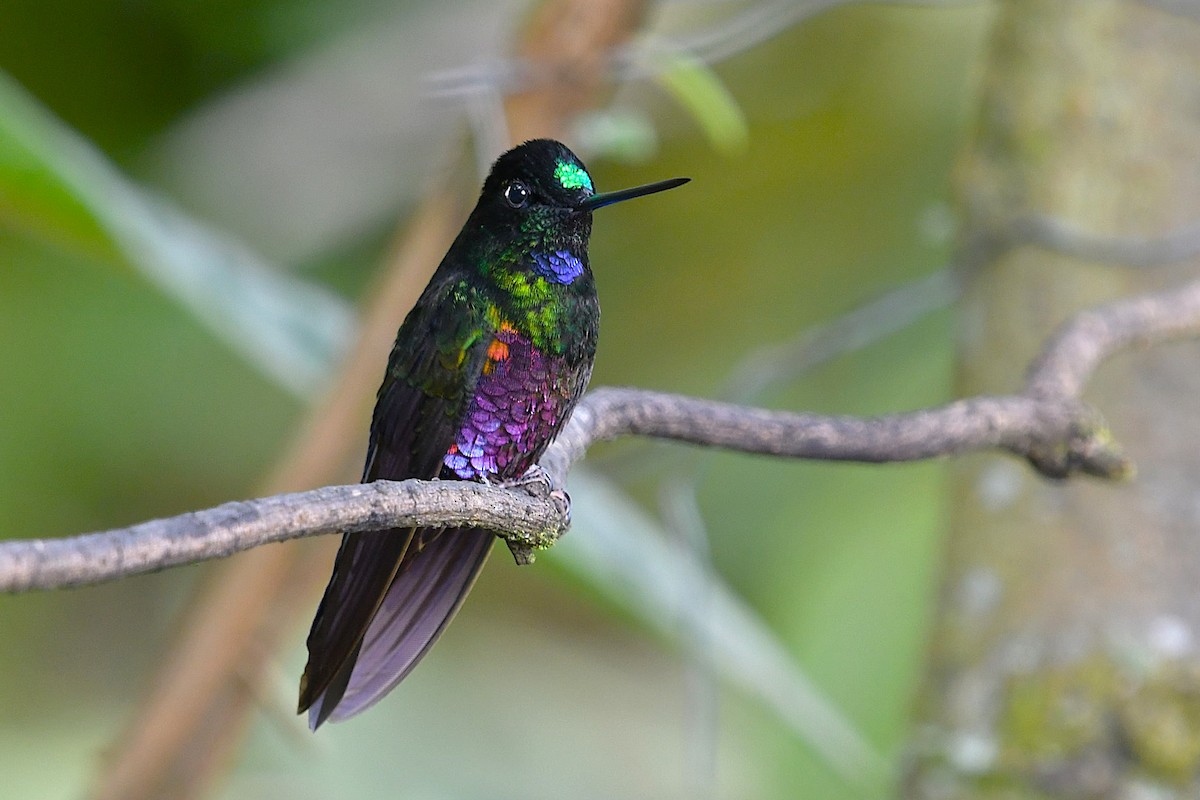 ゴシキインカハチドリ - ML645946235