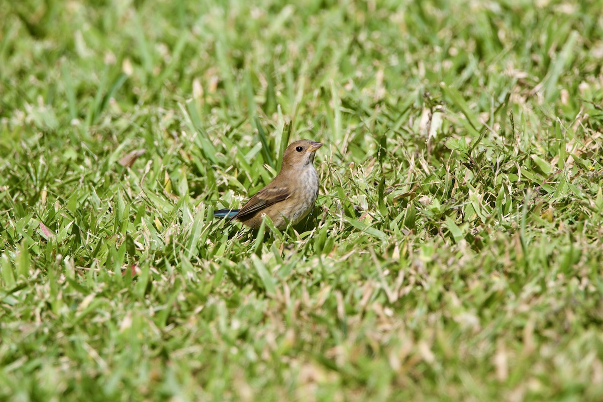 Indigo Bunting - ML645946245