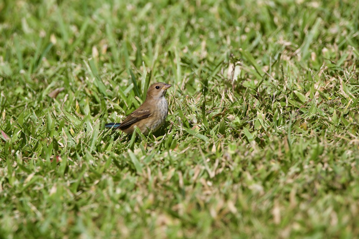 Indigo Bunting - ML645946246
