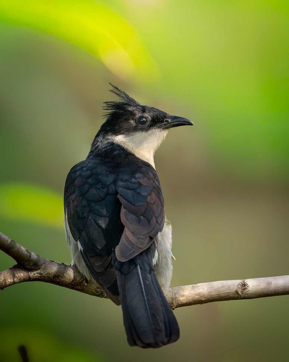 Pied Cuckoo - ML645946247