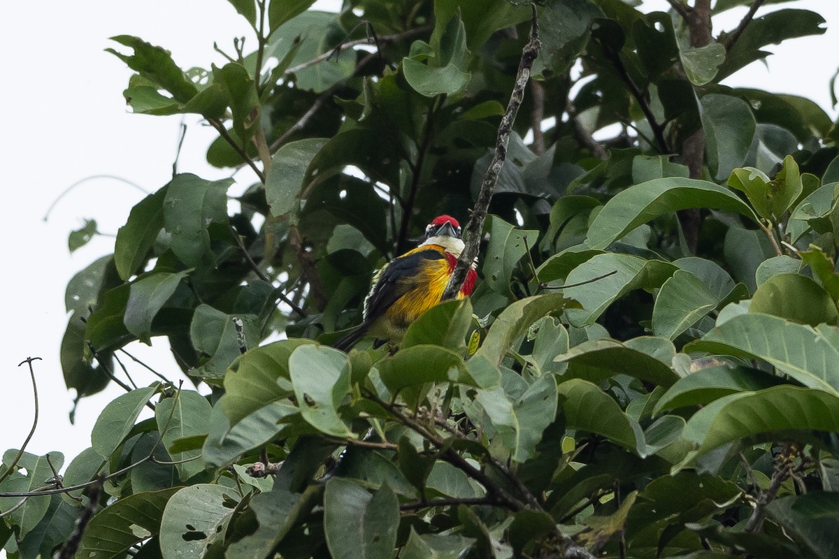 Scarlet-banded Barbet - ML645946252