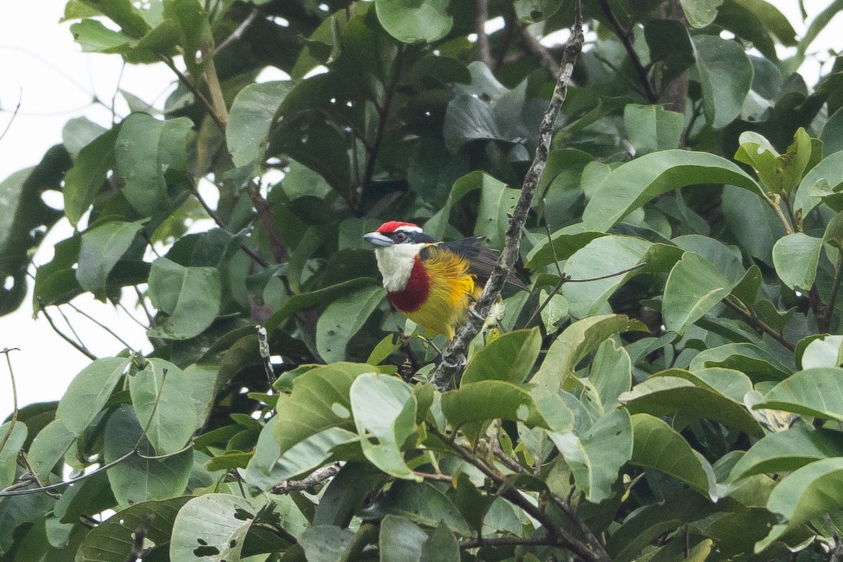 Scarlet-banded Barbet - ML645946253