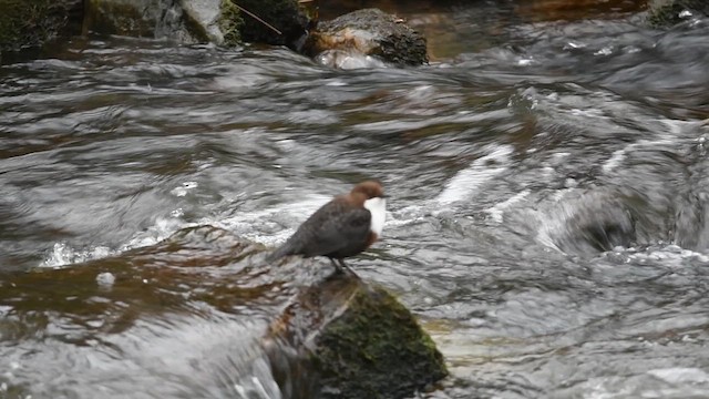 fossekall - ML645946259