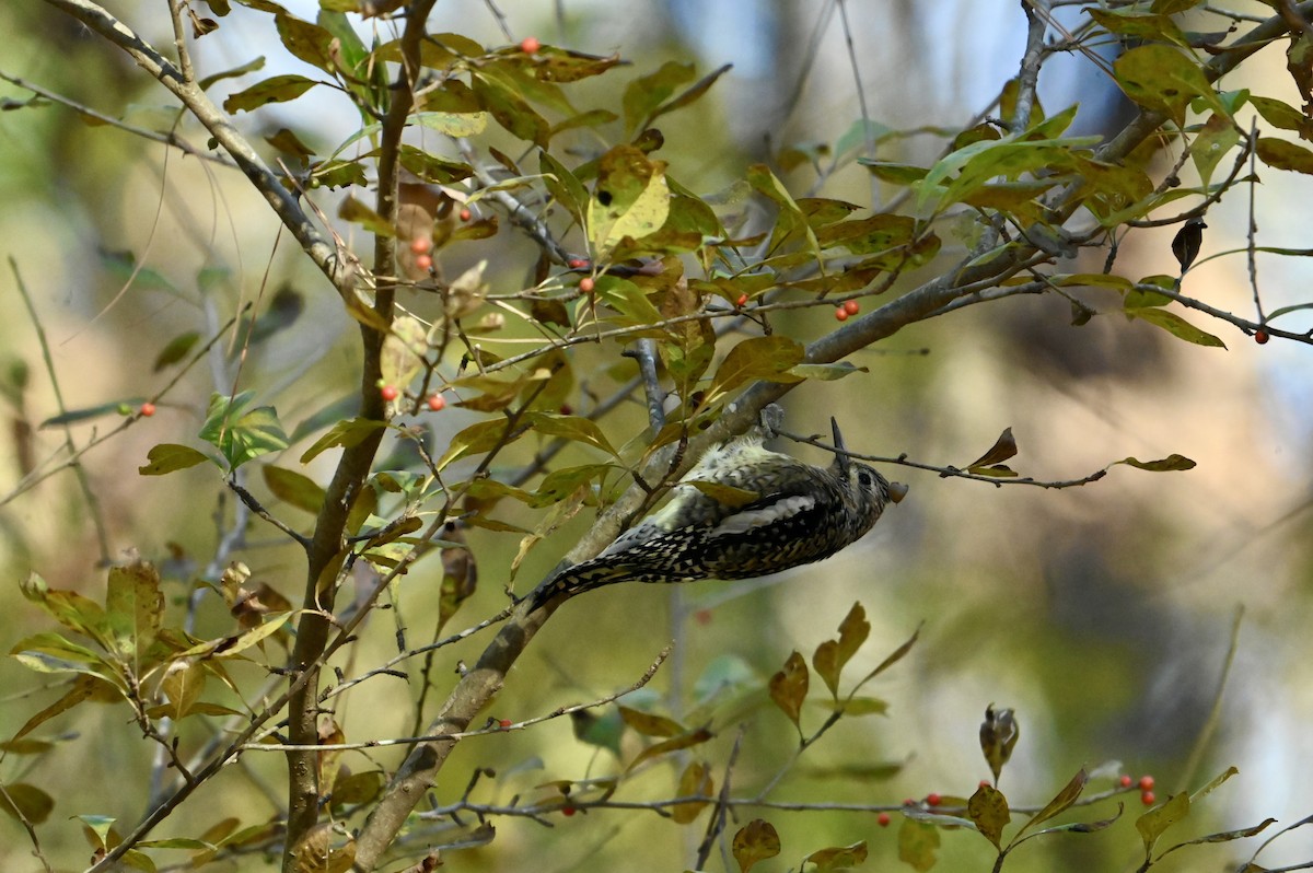 Yellow-bellied Sapsucker - ML645946261