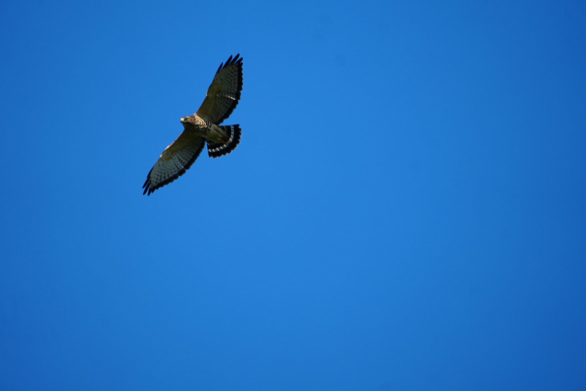 Broad-winged Hawk - ML645946262
