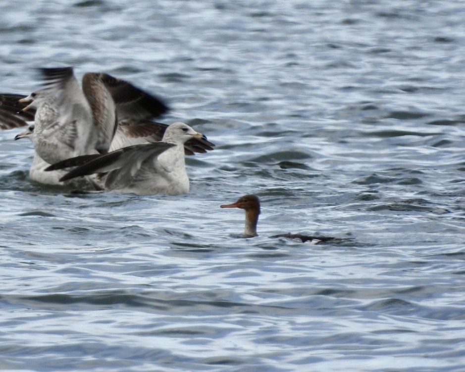 Serreta Mediana - ML645946264