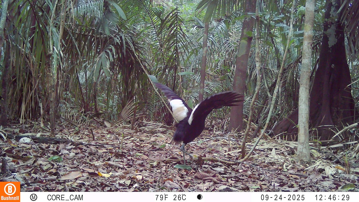 hvitvingetrompetfugl - ML645946266