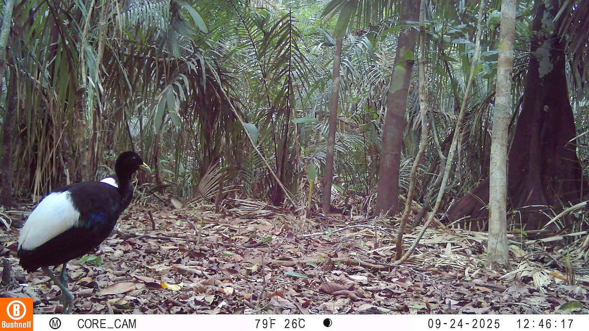 hvitvingetrompetfugl - ML645946267