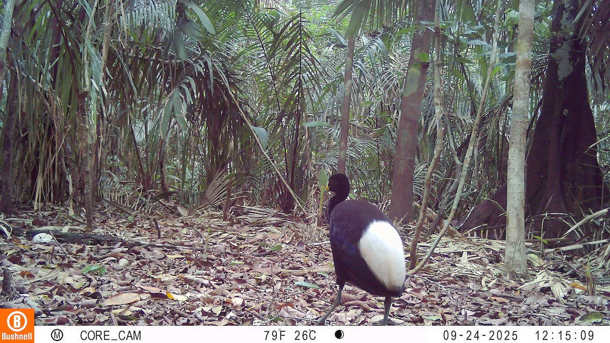 Trompetero Aliblanco - ML645946270