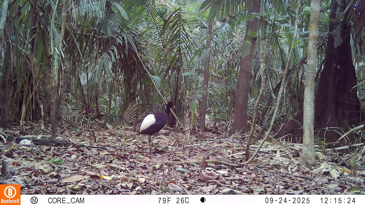 hvitvingetrompetfugl - ML645946271