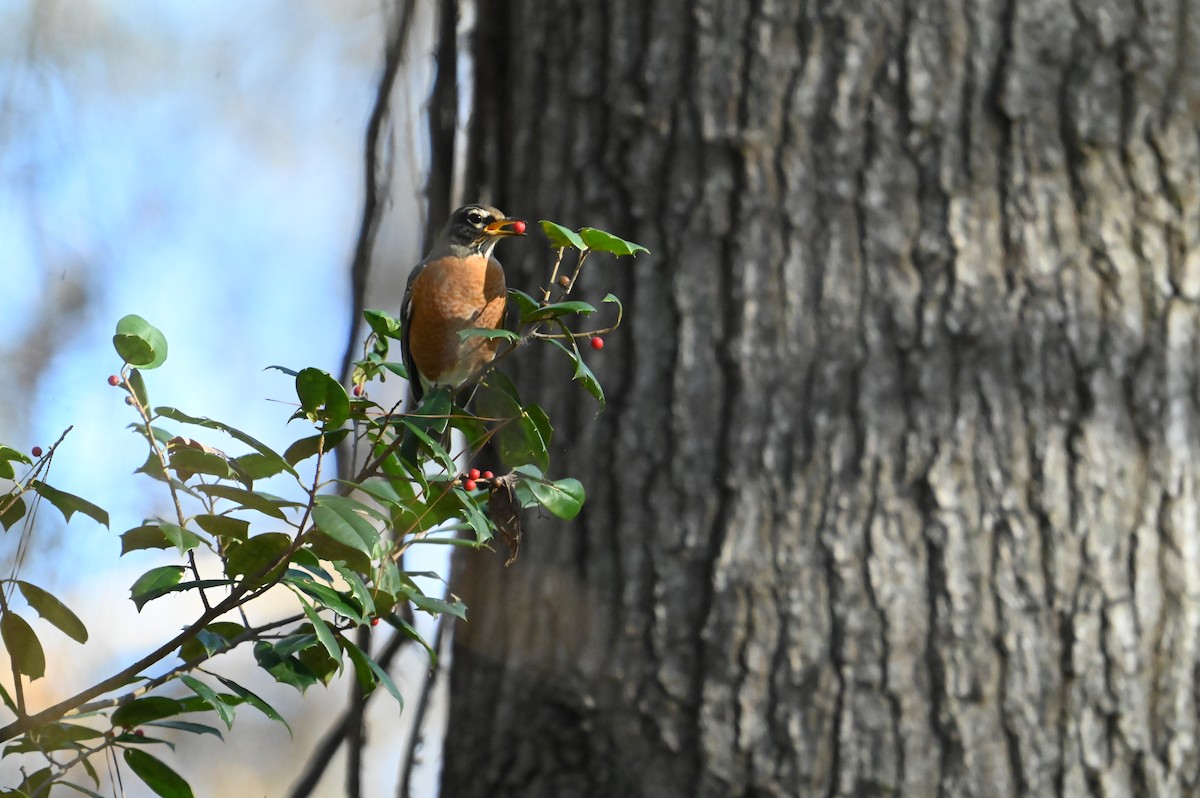 vandretrost - ML645946272