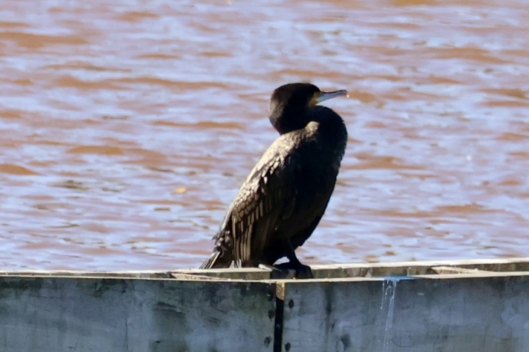 storskarv - ML645946273