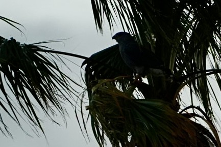 nordgråvåk - ML645946274