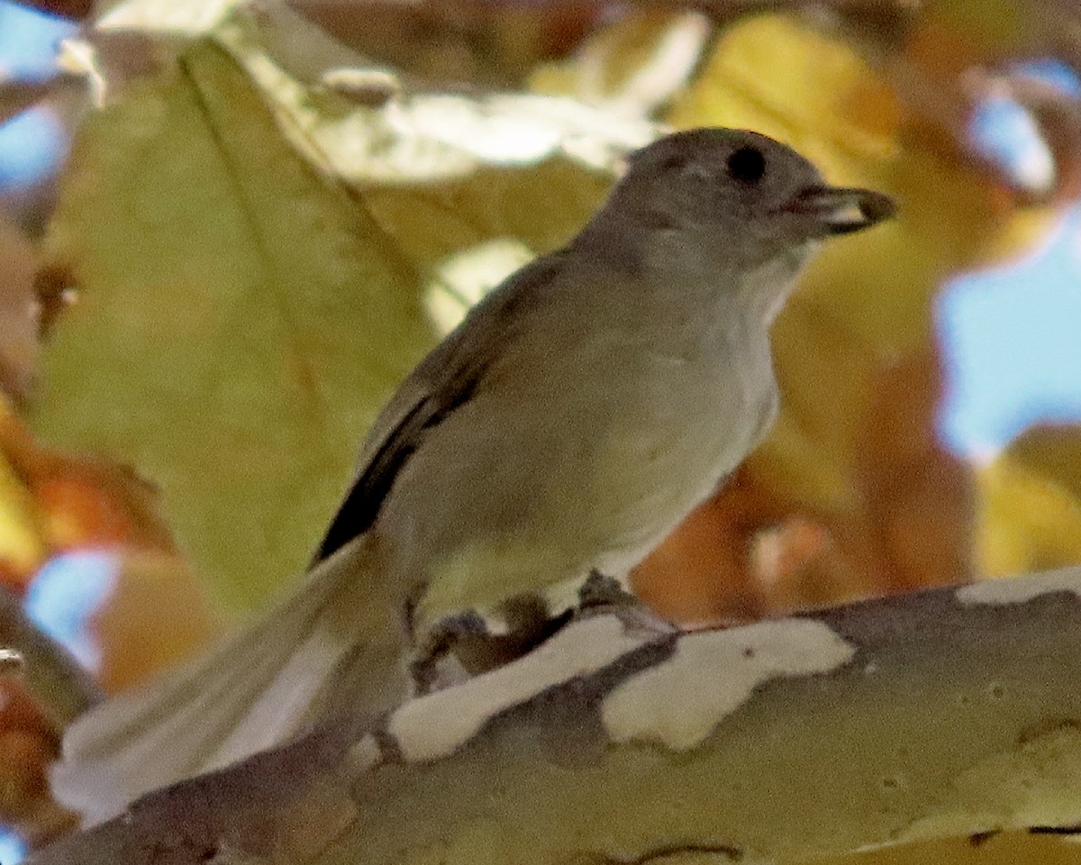 gråmeis - ML645946275