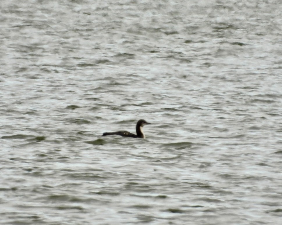 Colimbo del Pacífico - ML645946276