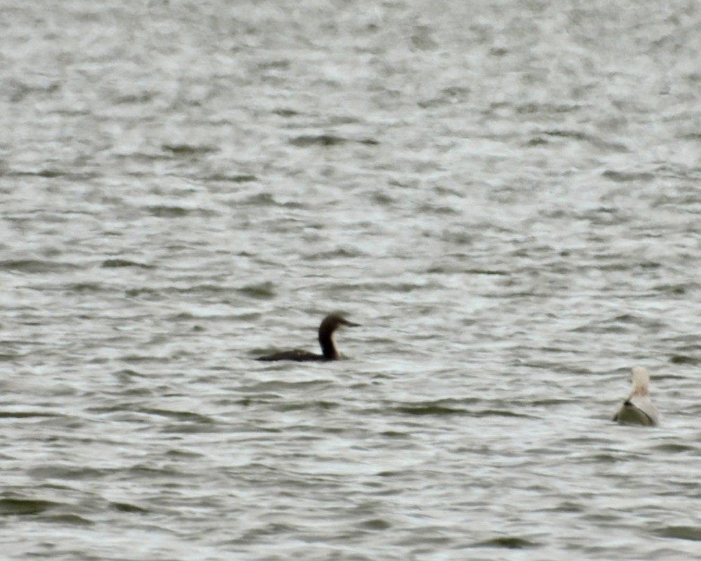 Colimbo del Pacífico - ML645946277