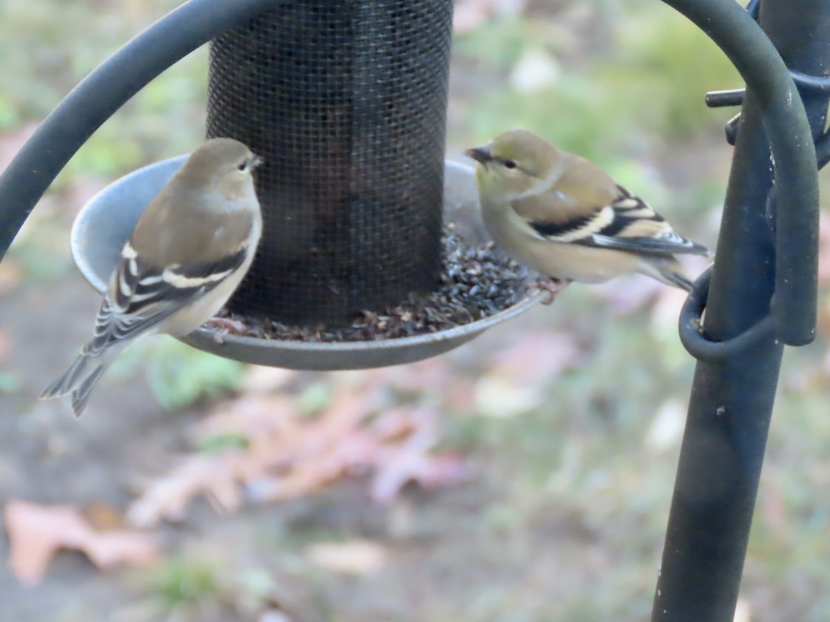 gulstillits - ML645946278