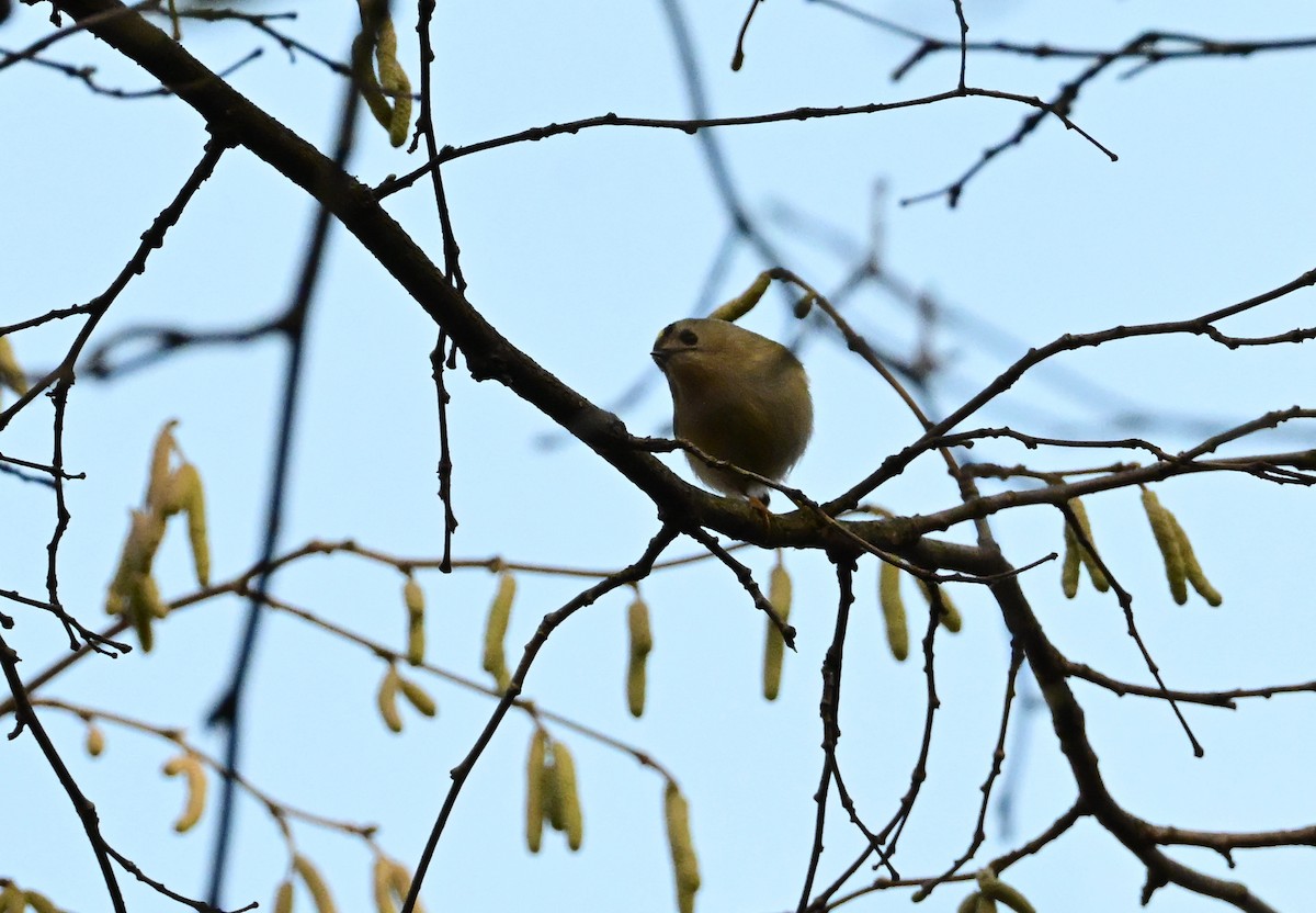 fuglekonge - ML645946281