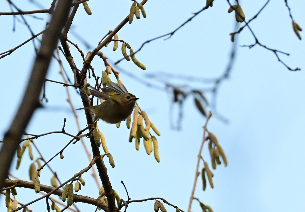 fuglekonge - ML645946282