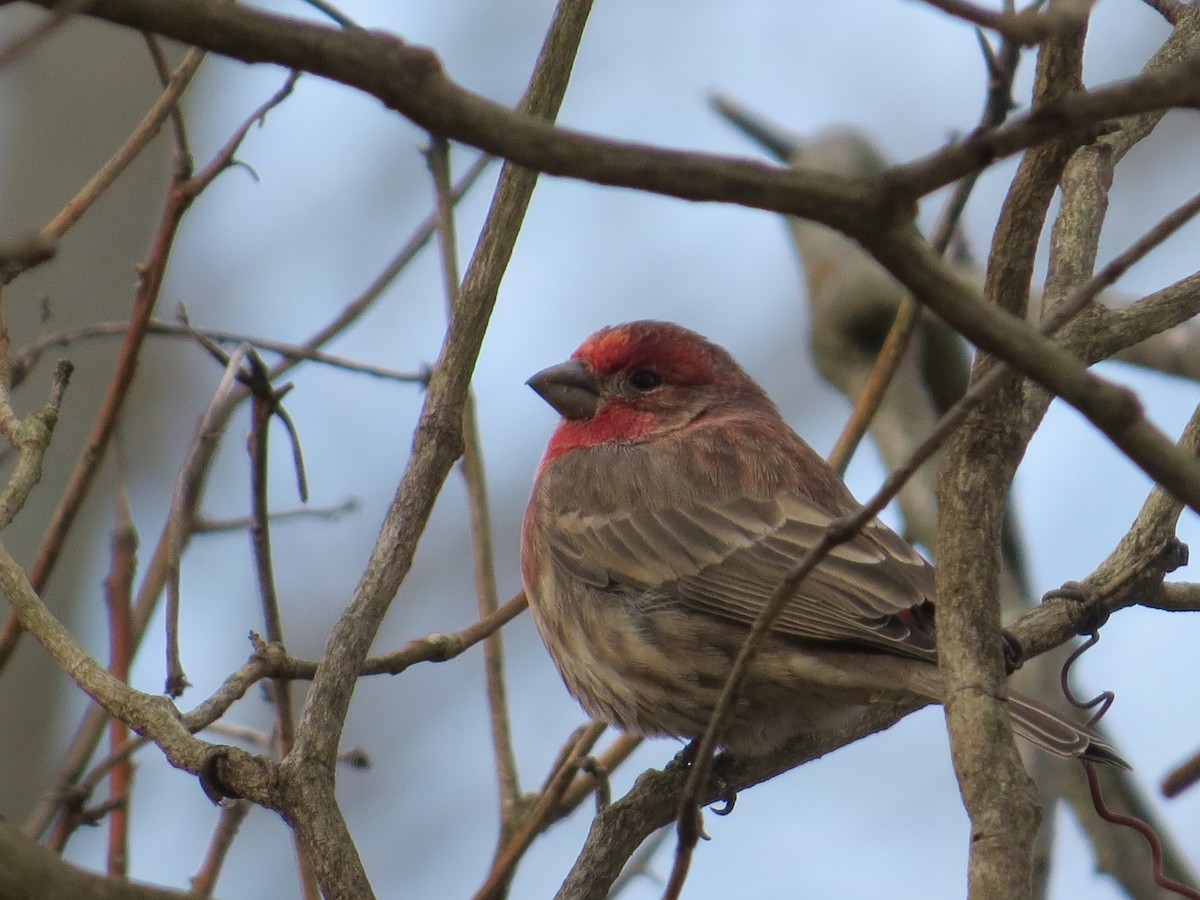 husrosenfink - ML645946283