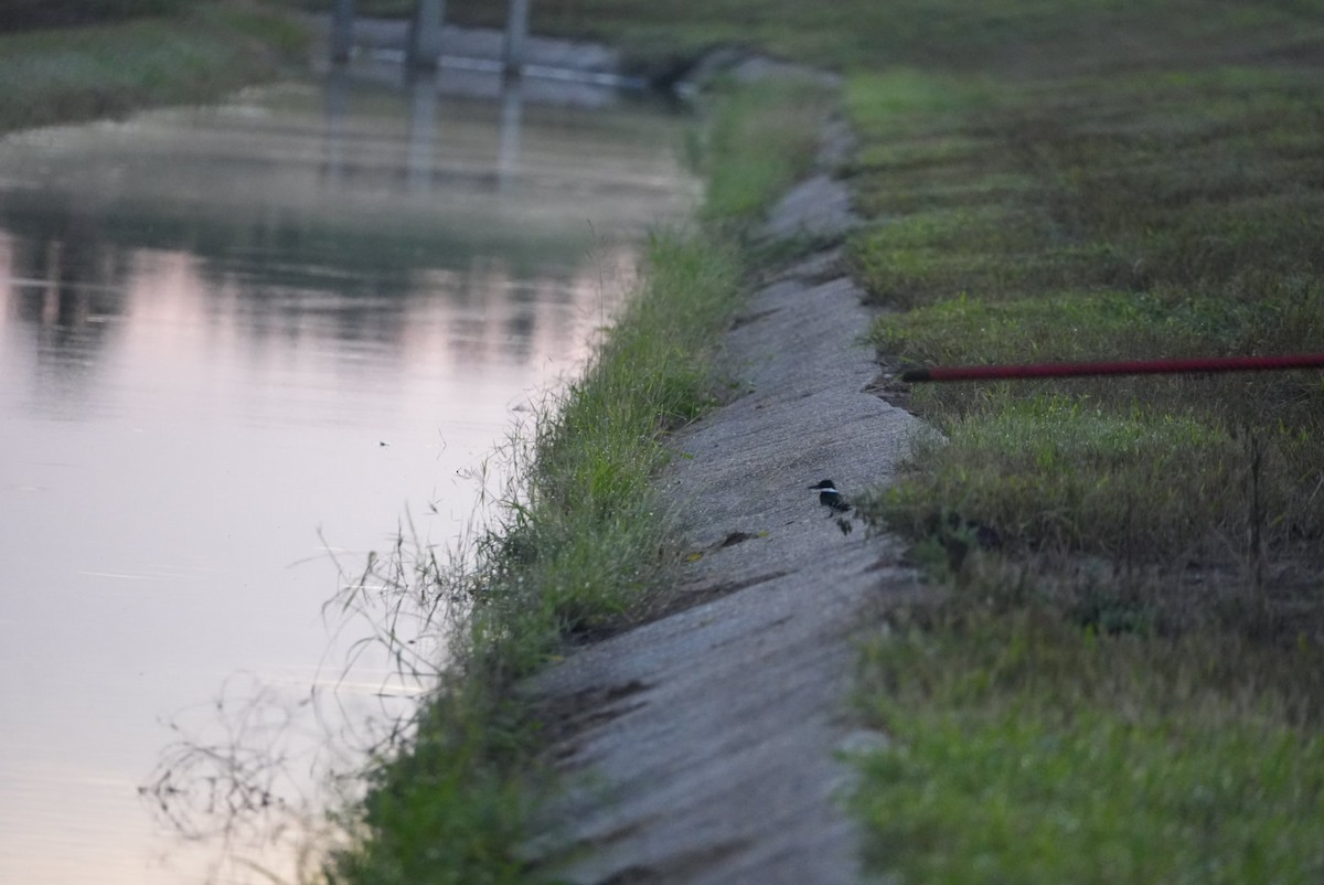 grønnisfugl - ML645946284