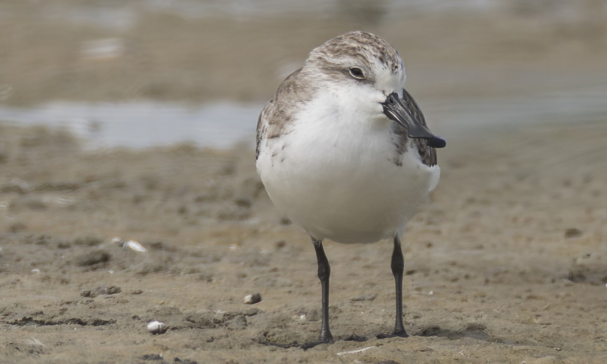 skjesnipe - ML645946285