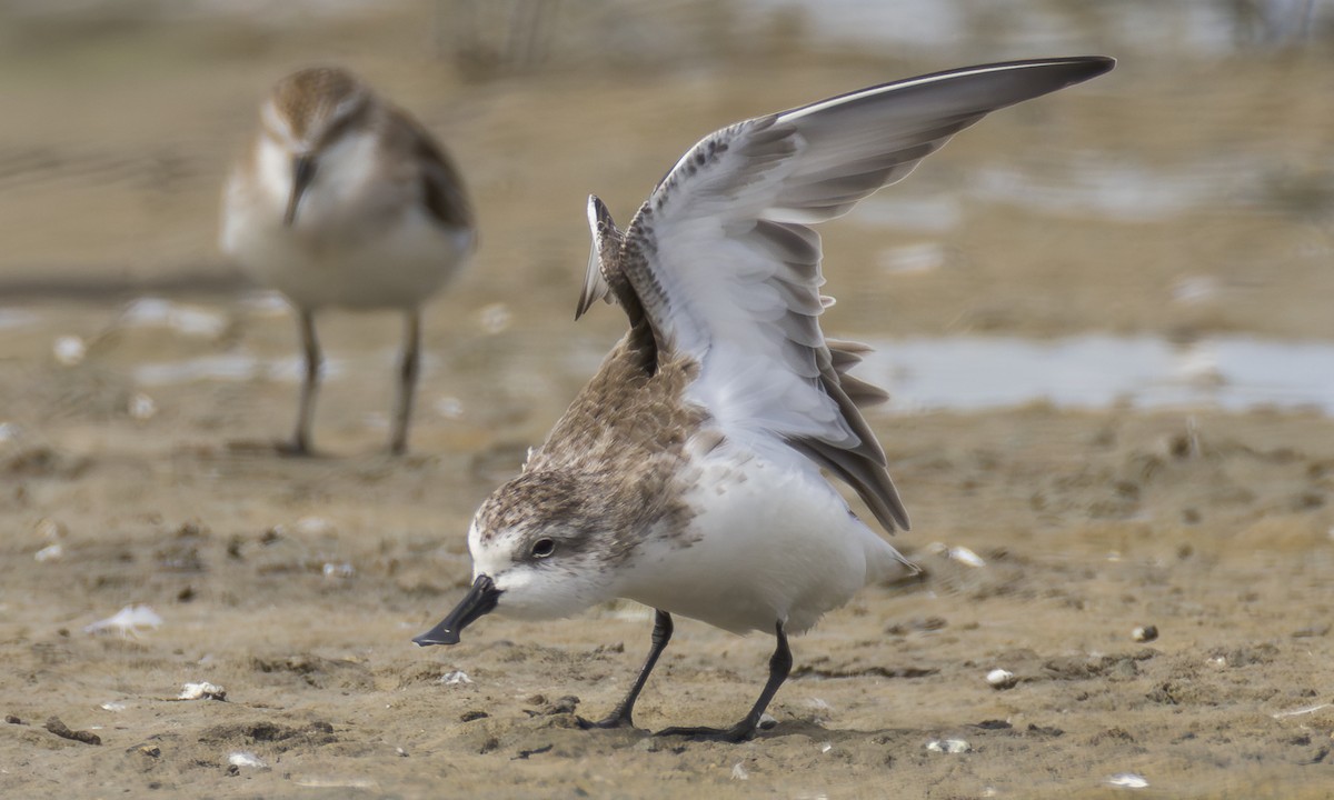 skjesnipe - ML645946286