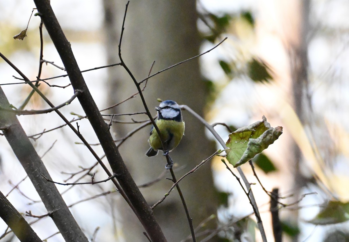 blåmeis - ML645946287