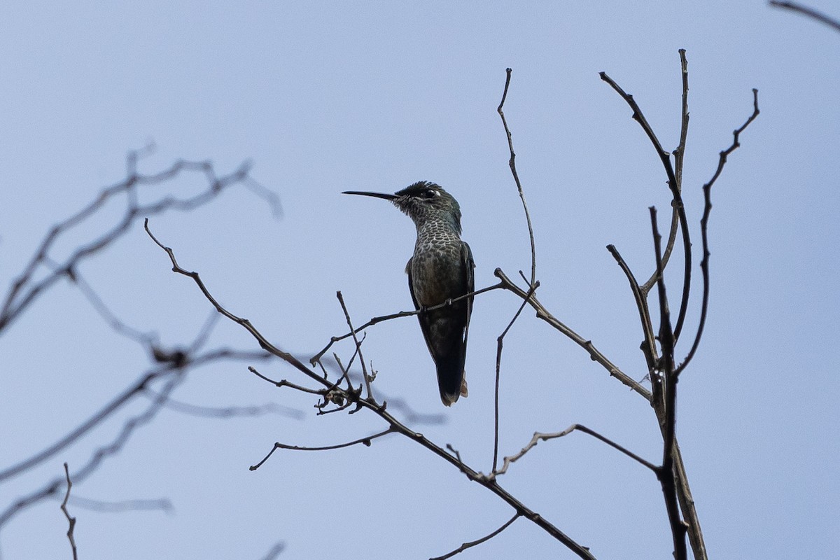 naposabelvinge - ML645946288