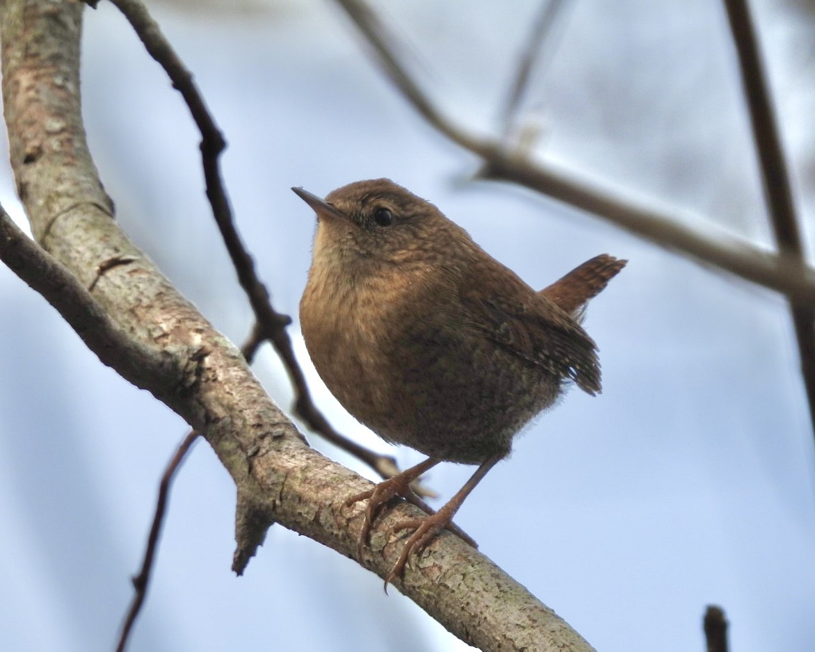 vintersmett - ML645946289