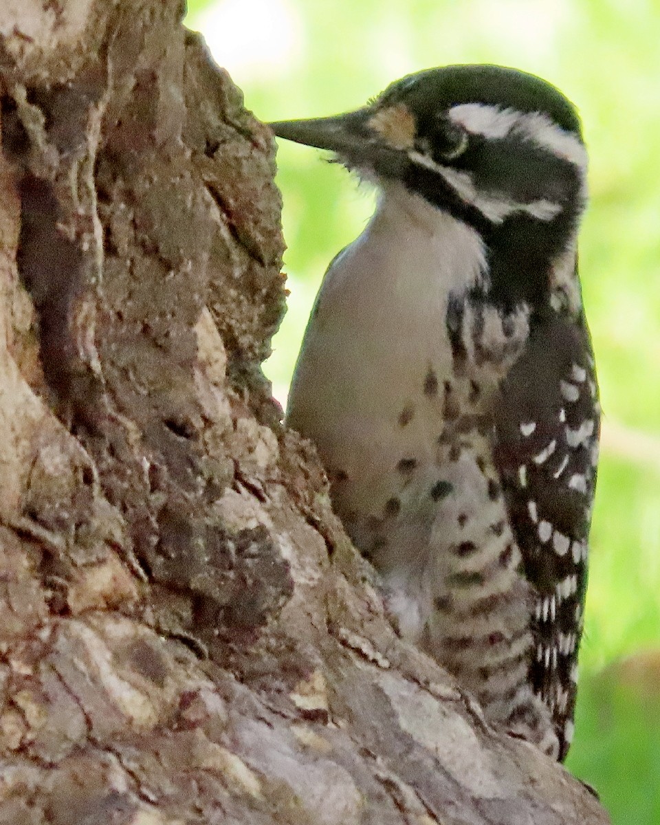 kaliforniaspett - ML645946290