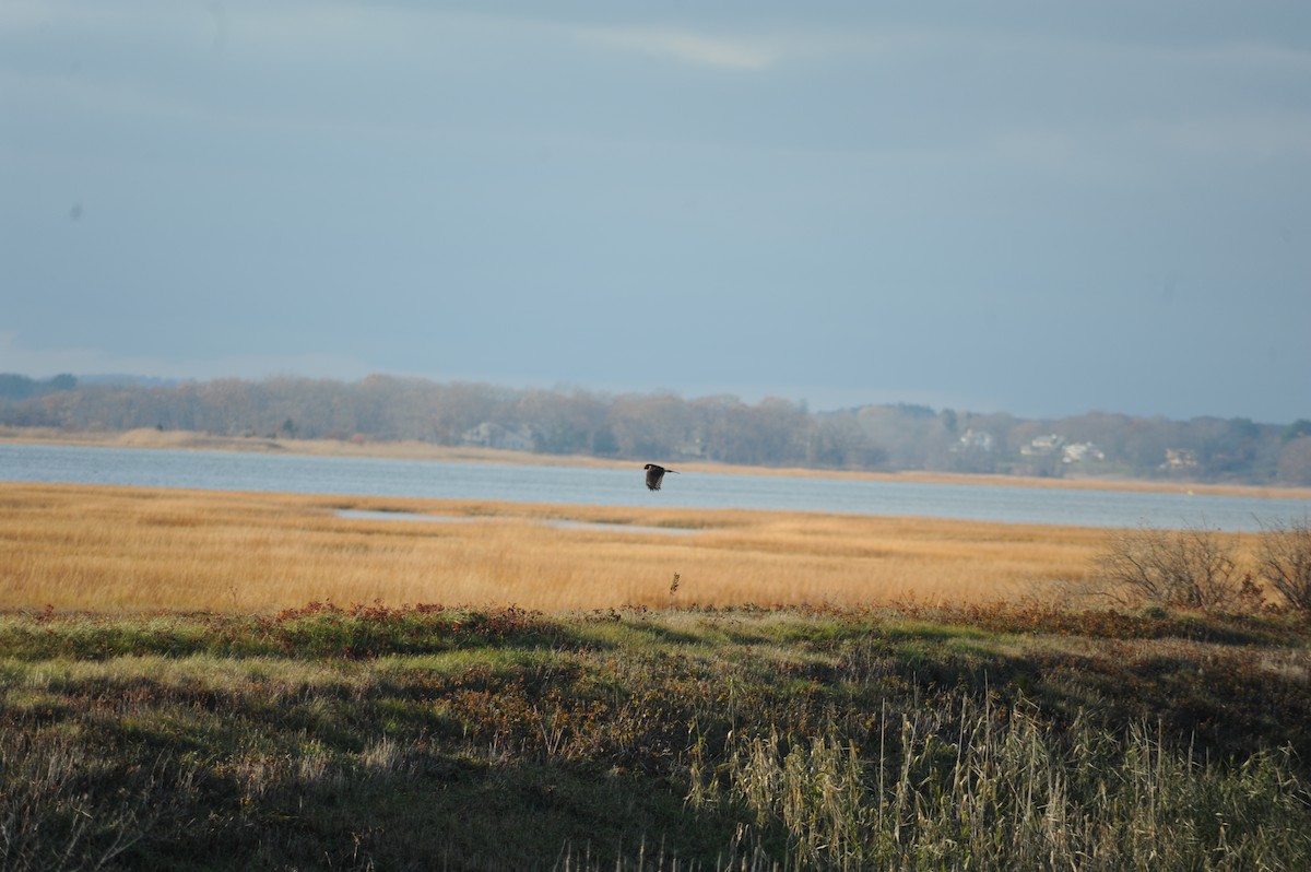 mørkmyrhauk - ML645946291