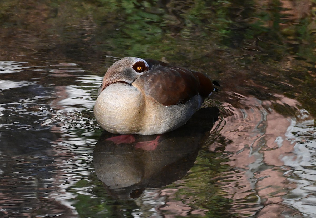 niland - ML645946292